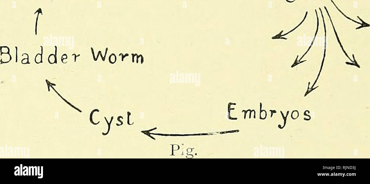 . Elementary text-book of zoology [electronic resource]. Zoology. PL A T YHELMINTHES. The life-history may be illustrated diagrammatically : — PHYLUM PLATYHELMINTHES. The Platyhelminthes, or flat-worms, form a well- defined group of the affinities of which little is known. The two types given, Distomum and TcE?iia, represent the two &quot; parasitic&quot; classes of the phylum. 1. Trematoda.—The Trematoda are all parasites, the Monogenea are mostly ectoparasites with one host, and the Digenea are endoparasites with two hosts. 2. Cestoda.—The Cestoda illustrate enteric parasitism with entire lo Stock Photo