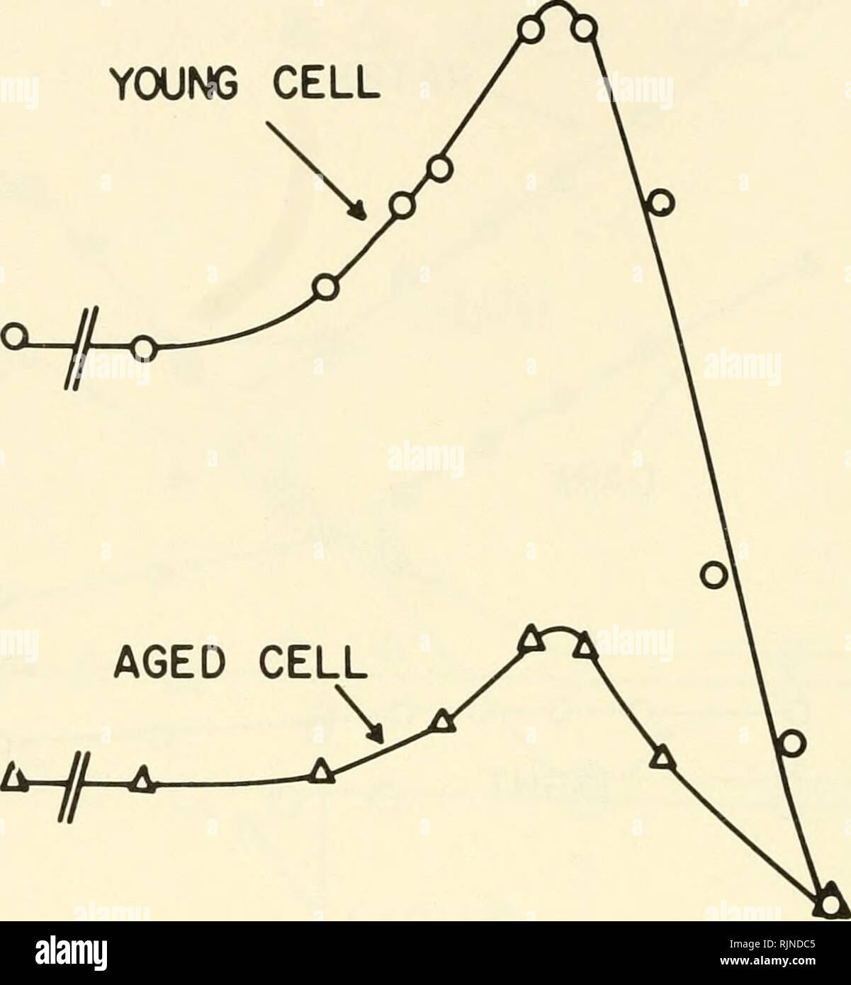 Bacterial Photosynthesis Bacteria Physiology Photosynthesis 280 Electron Transport Z 9 3 Lt Q 05 3 2 O Young Cell Va Log 4 Kcn M Fig 4 Effect Of Cyanide On