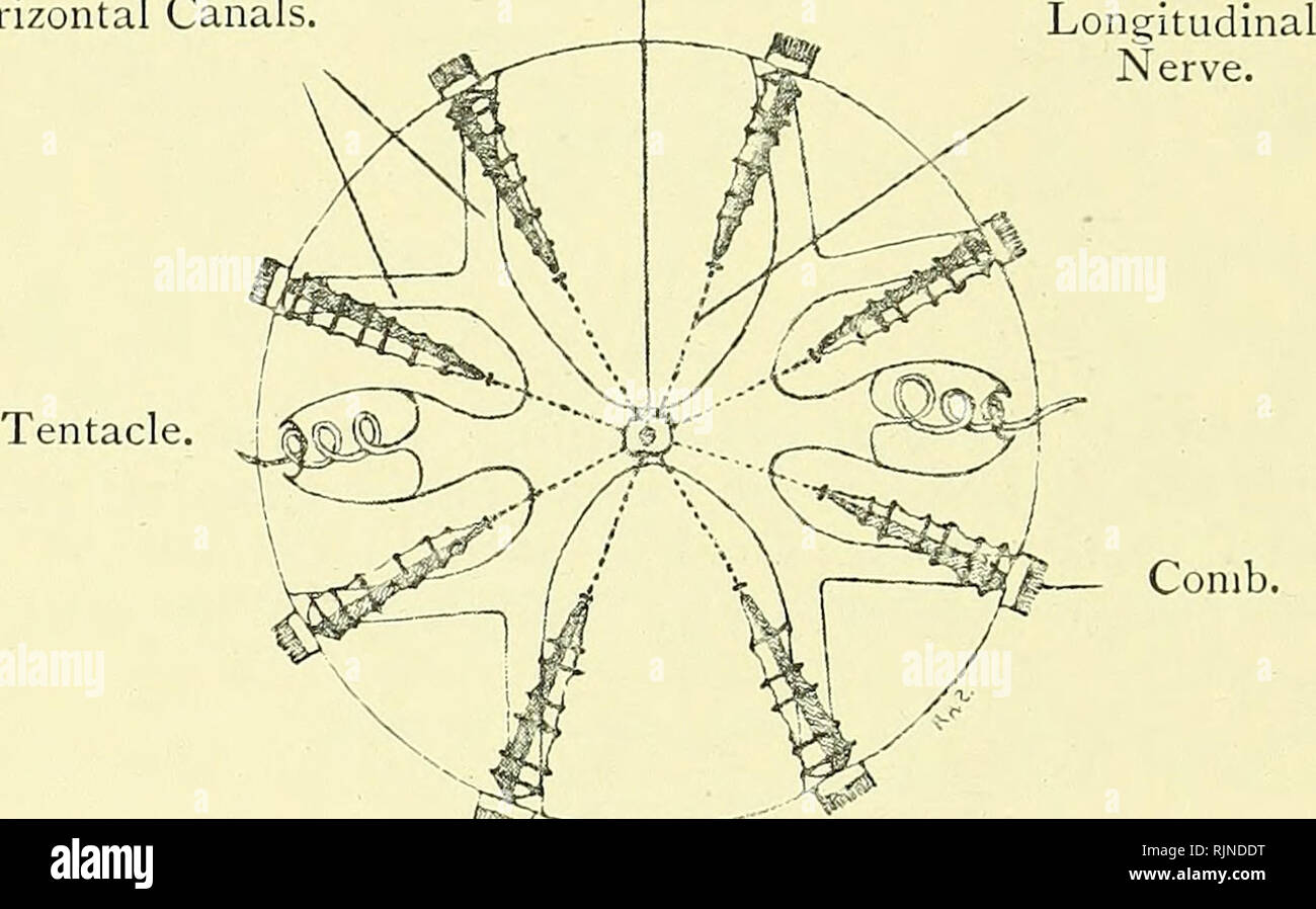 . Elementary text-book of zoology [electronic resource]. Zoology. 132 CCELENTERATA. Externally, Cydippe is bi-plano-symmetric, for the plane passing through the tentacles and their sheaths, called the coronal plane, differs from that perpendicular to it, or the sagittal plane. Both planes, however, divide the animal into symmetric halves. The gullet is flattened and 66.—Aboral View of Cydippe. (After Chun.) Aboral Sense-organ.. Fig. 67,—Adhesive Cells of Cydippe. (iVfter Hertwig.) Highly Magnified. Head. elongated in the sagittal plane, as in Actinia. Each of these planes corresponds to two op Stock Photo