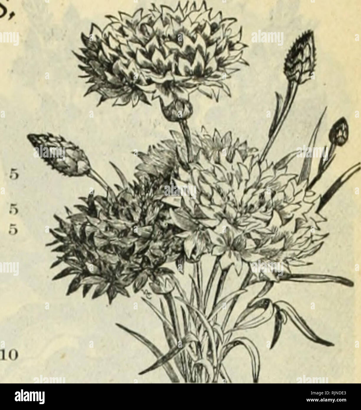 . A. W. Livingston's Sons annual of true blue seeds. Seeds Catalogs; Seed industry and trade Ohio Columbus Catalogs; Vegetables Ohio Columbus Catalogs; Fruit Ohio Columbus Catalogs; Flowers Ohio Columbus Catalogs. CENTAUREA CYANUS, or BACHELOR'S BUTTON. (Corn Flower, Blue Bottle, Ragged Sailor, etc. âVery old favorite bard? annual; flowers freely in almost any situation; for cut flowers they are largely used botb in Europe and this country, a little bunch of the blueÂ«torn Flower being n favorite boutoohiere. Cyanusâ I'uri WUili : very line 6 Cyanus &quot; llltitf.&quot; or Km/uror Flown: Fine Stock Photo