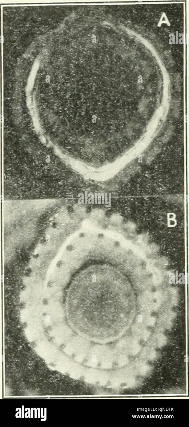 . Bacteria in relation to plant diseases. Bacteria; Plant diseases. Fig