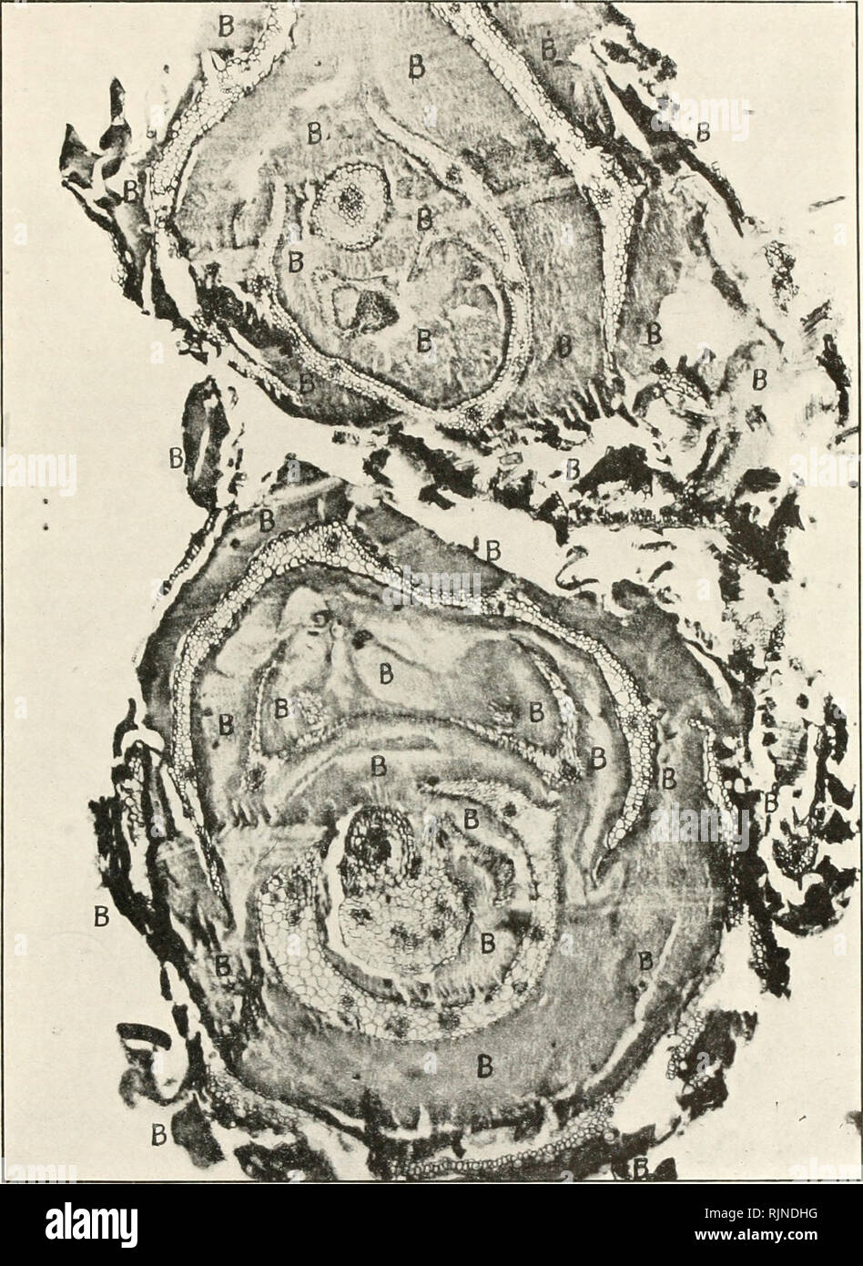 . Bacteria in relation to plant diseases. Bacteria; Plant diseases. /yfr PLANT BACTERIA, VOL. 3. PLATE 1U.. Cross-section of two spikelets of Daclylis glomerata, showing the floral organs widely separated by the yellow slime of Aplanobacler rathayi EFS. All of the amorphous parts (B, B) are masses of the bacteria. Photographed with Zeiss planar lens. F 20. and Zetnow's fluid filter screen. Slide 934 C 3, top row. second section from left. Stained with Ribbert's capsule stain.. Please note that these images are extracted from scanned page images that may have been digitally enhanced for readabi Stock Photo