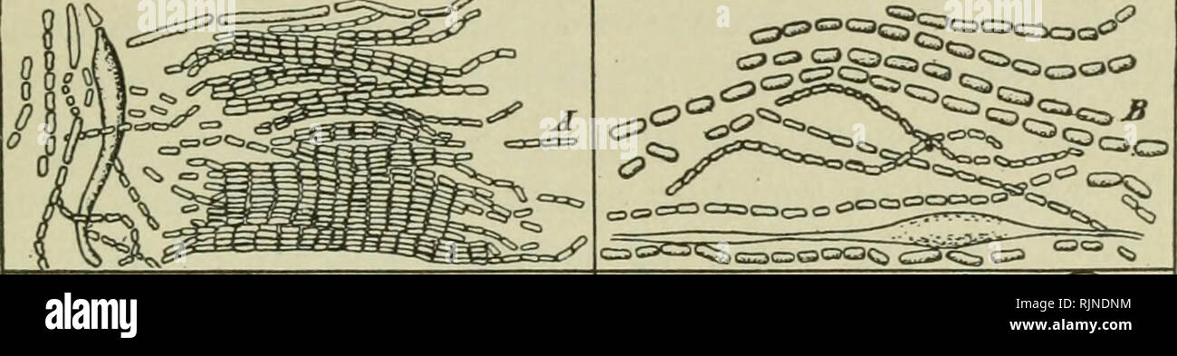 Yeast Cells Food High Resolution Stock Photography And Images Alamy