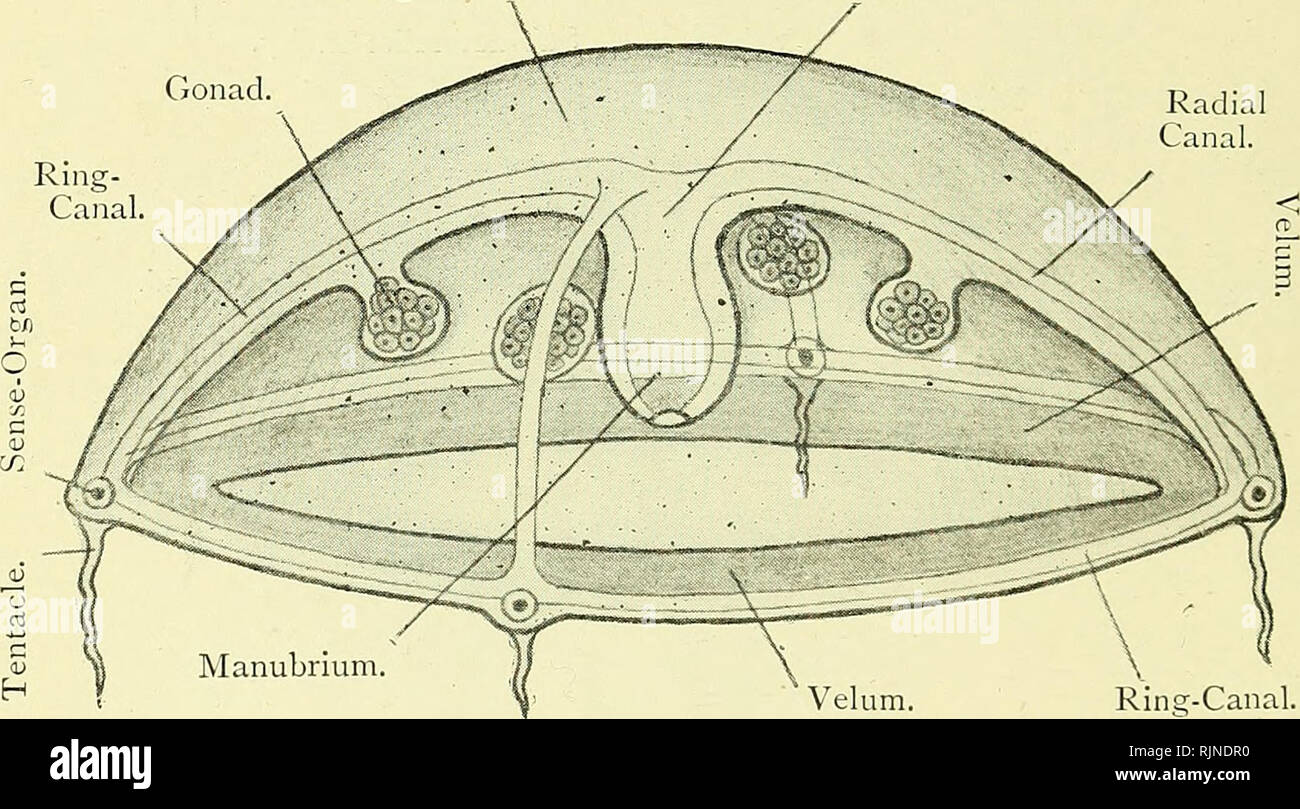 . Elementary text-book of zoology [electronic resource]. Zoology. I20 ...