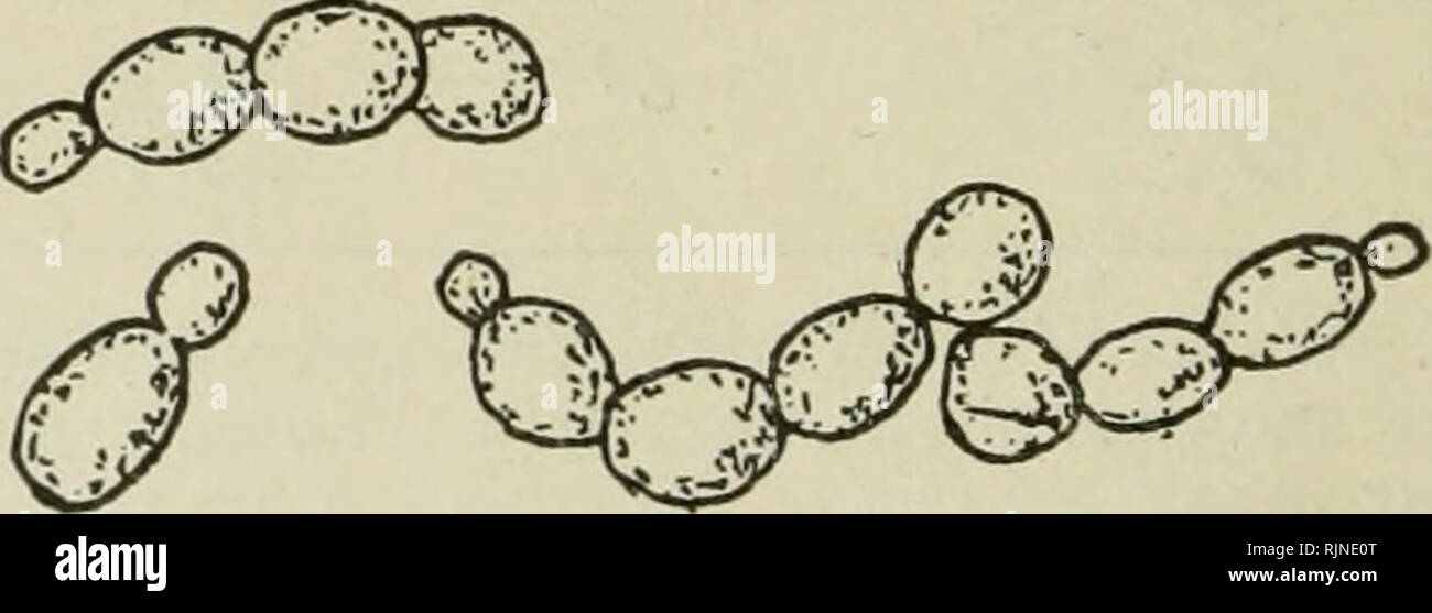 . Bacteriological methods in food and drug laboratories, with an introduction to micro-analytical methods. Bacteriology; Food; Drug adulteration. j&gt; Fig. 73.—Wine and beer yeasts. A, Saccharomyces ellipsoides showing the young and vigorous cells; B, the same cells old (i) and dead (2); C, S. cerevisea as top yeast and D, S. cerevisecB as bottom yeast.—{Marshall.) is usually made from grapes. In the manufacture of both whiskey and brandy there is alcoholic fermentation followed by distilla- tion, with or without the addition of coloring substances, as caramel. In bothfwhiskey and brandy, cer Stock Photo