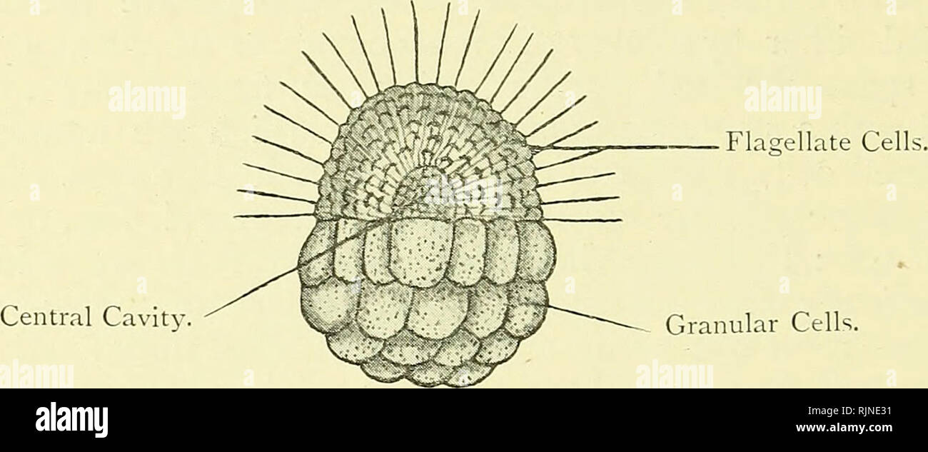 Elementary Text Book Of Zoology Electronic Resource Zoology Io6 Porifera The Spermatozoa Are Produced From Gonocytes Apparently Similar To The Female Cells A Male Gonocyte Divides Up Into A Great Number Of