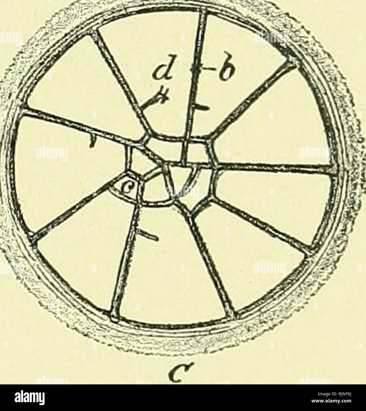 . A text-book of embryology for students of medicine [electronic resource]. Embryology; Embryology. A B Fig. 20— Surface view of the first stages of cleavage in the hen's egg (after Coste): a, border of the germ-disk; 6, vertical furrow ; c, small central segment; d, large peripheral segment. upper to the lower surface of the germ-disk, dividing it into two equal parts. Another groove, crossing the first at a right angle, bisects each of the two segments, and each of these is in turn bisected by a radial furrow, so that the germ-disk now consists of eight sector-shaped cells. Cross furrows, ap Stock Photo