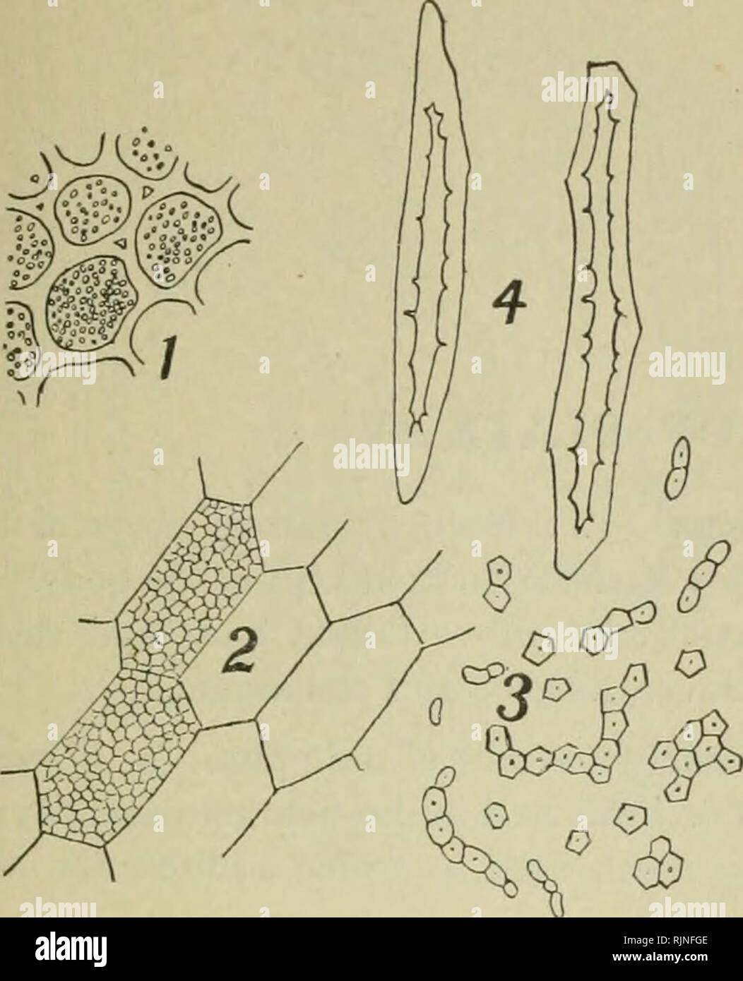 Bacteriological methods hires stock photography and images Alamy