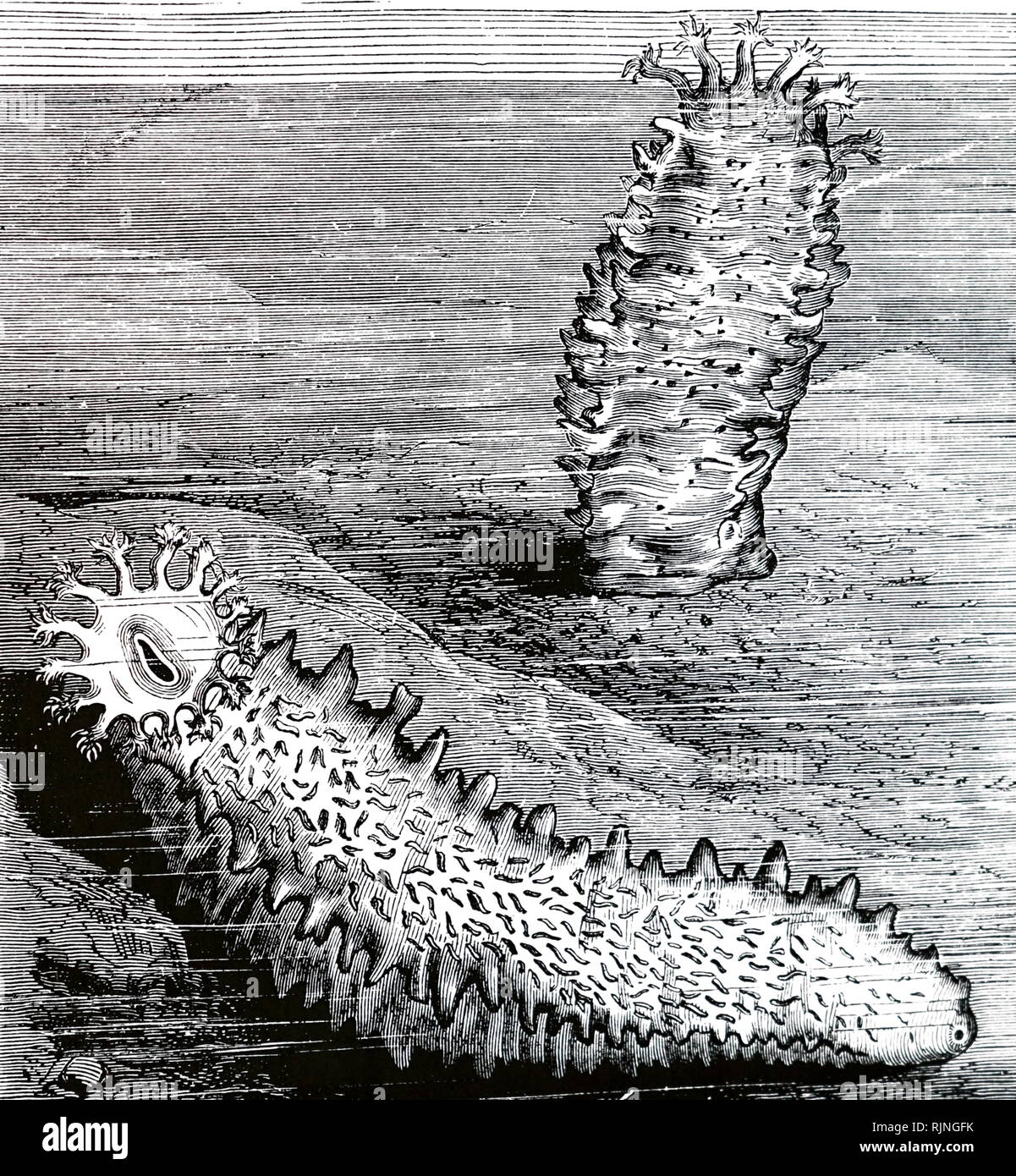 Trepang hires stock photography and images Alamy