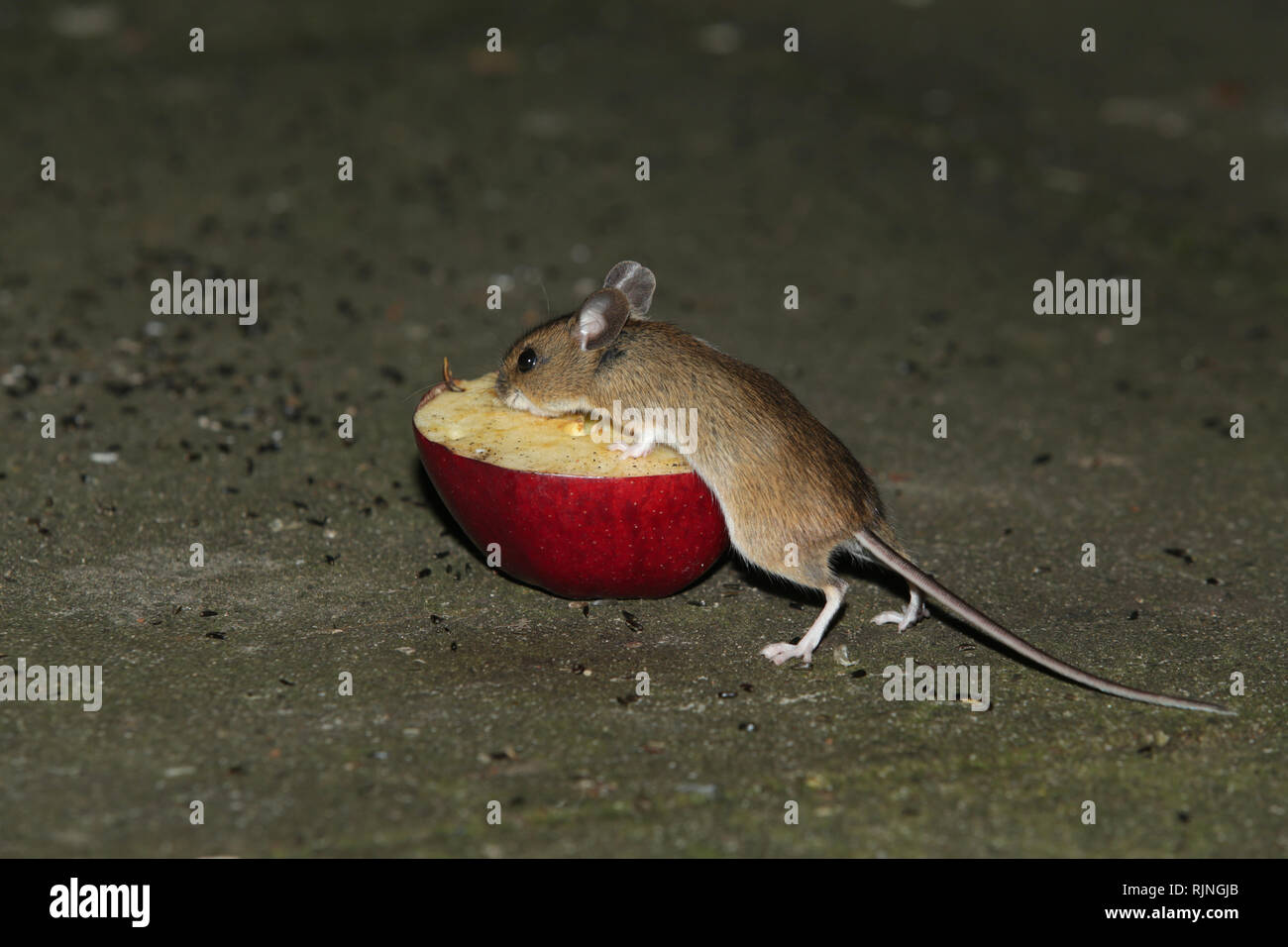 A wild Wood Mouse (apodemus sylvaticus) eating an apple left as bird food in an English garden during winter. Stock Photo