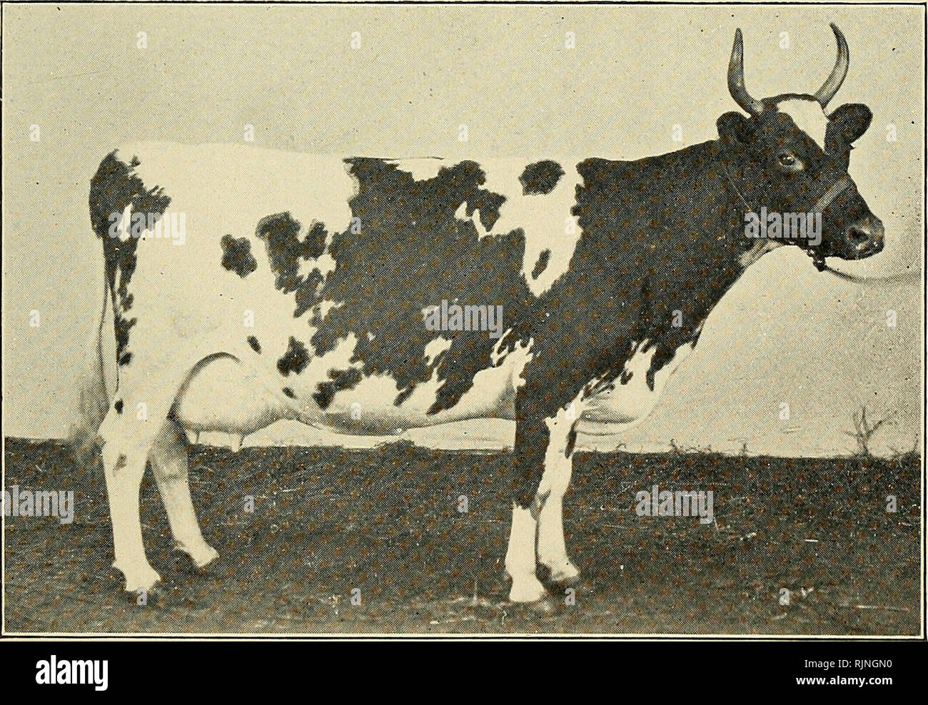 . Ayrshire year book. Ayrshire cattle. FIRST PRIZE TWO-YEAR-OLD AYRSHIRE HEIFER. National Dairy Show, Chicago, 1907.. FIRST PRIZE AGED COW. National Dairy Show, Chicago, 1907.. Please note that these images are extracted from scanned page images that may have been digitally enhanced for readability - coloration and appearance of these illustrations may not perfectly resemble the original work.. Ayrshire Breeders' Association. Burlington, Vt. [etc. ] : Free Press Printing Co. [etc. ] Stock Photo