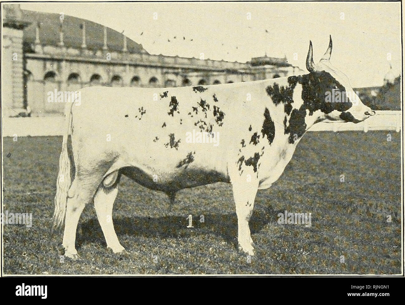 . Ayrshire year book. Ayrshire cattle. lOY JOSEPH SALADINO, Proprietor