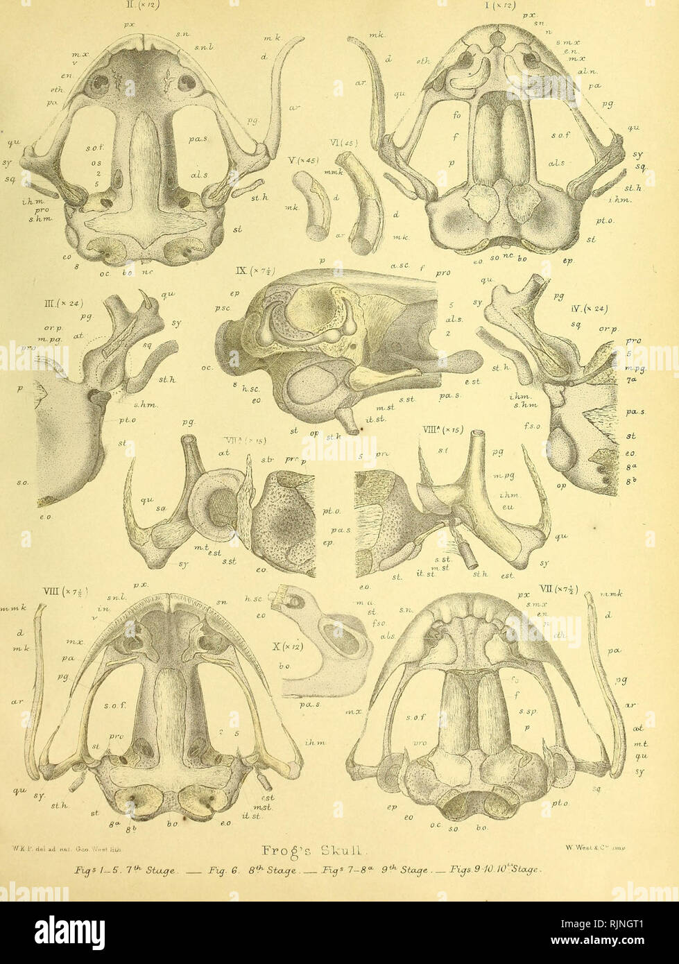 . On the structure and development of the skull of the common frog ...