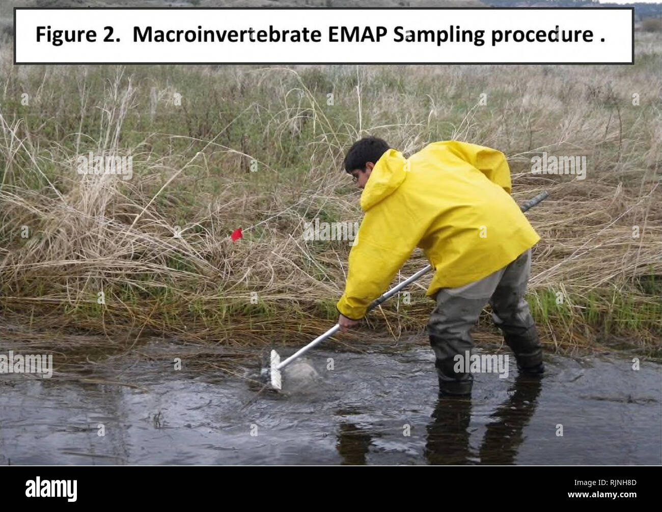 . Baseline assessment and analysis of fish, macroinvertebrates and herpetofauna in the Otter Creek coal tracts area of Powder River County. Aquatic ecology; Aquatic invertebrates; Fishes; Amphibians; Reptiles. in-stream habitat, and characteristics that influence aquatic community integrity. The sites ranking higher using these protocols are determined to have higher quality local-scale habitat. Habitat assessments were performed during the same visit as the biological sampling. Macroinvertebrate Communities Macroinvertebrate communities were sampled qualitatively from the 10 transects within  Stock Photo