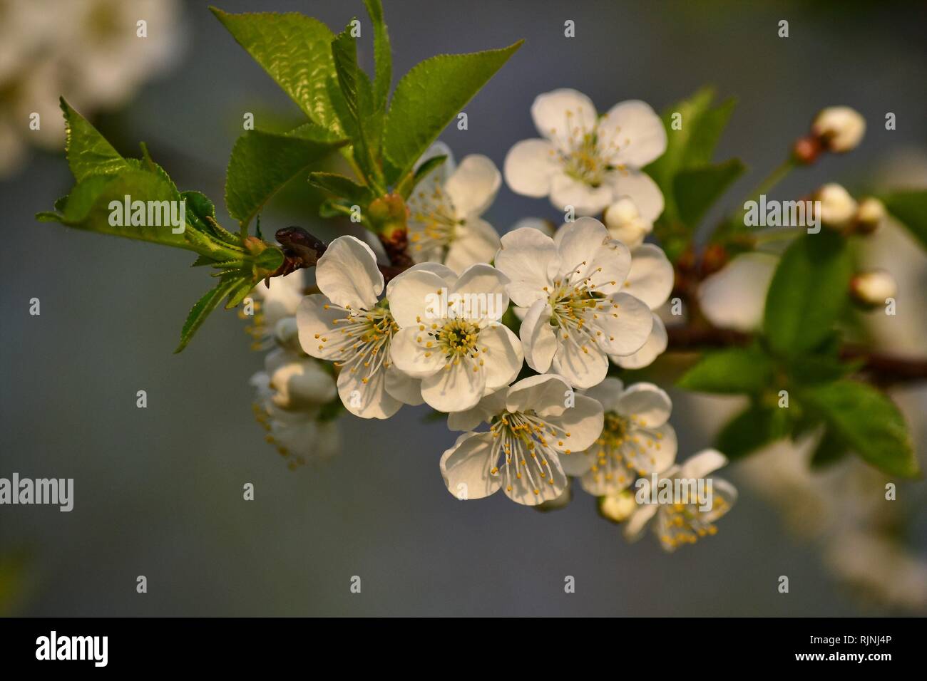 A branch of white-blooming cherry Stock Photo