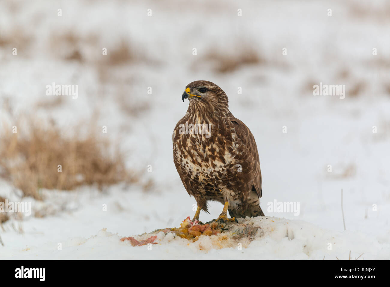 Meat Eating Bird High Resolution Stock Photography and Images Alamy