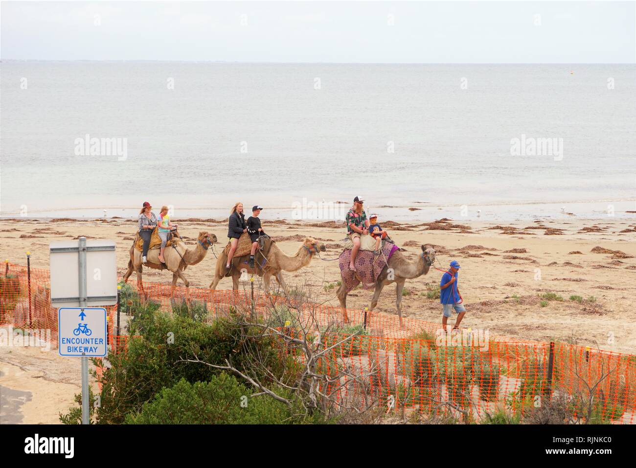 Tourist take a camel ride on the beach at Victor Harbor, South Australia Stock Photo Alamy