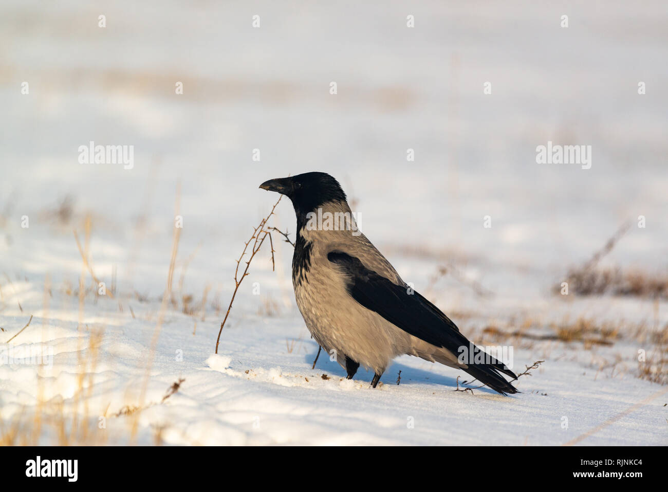 Hooded crow corvus cornix on winter field Stock Photo