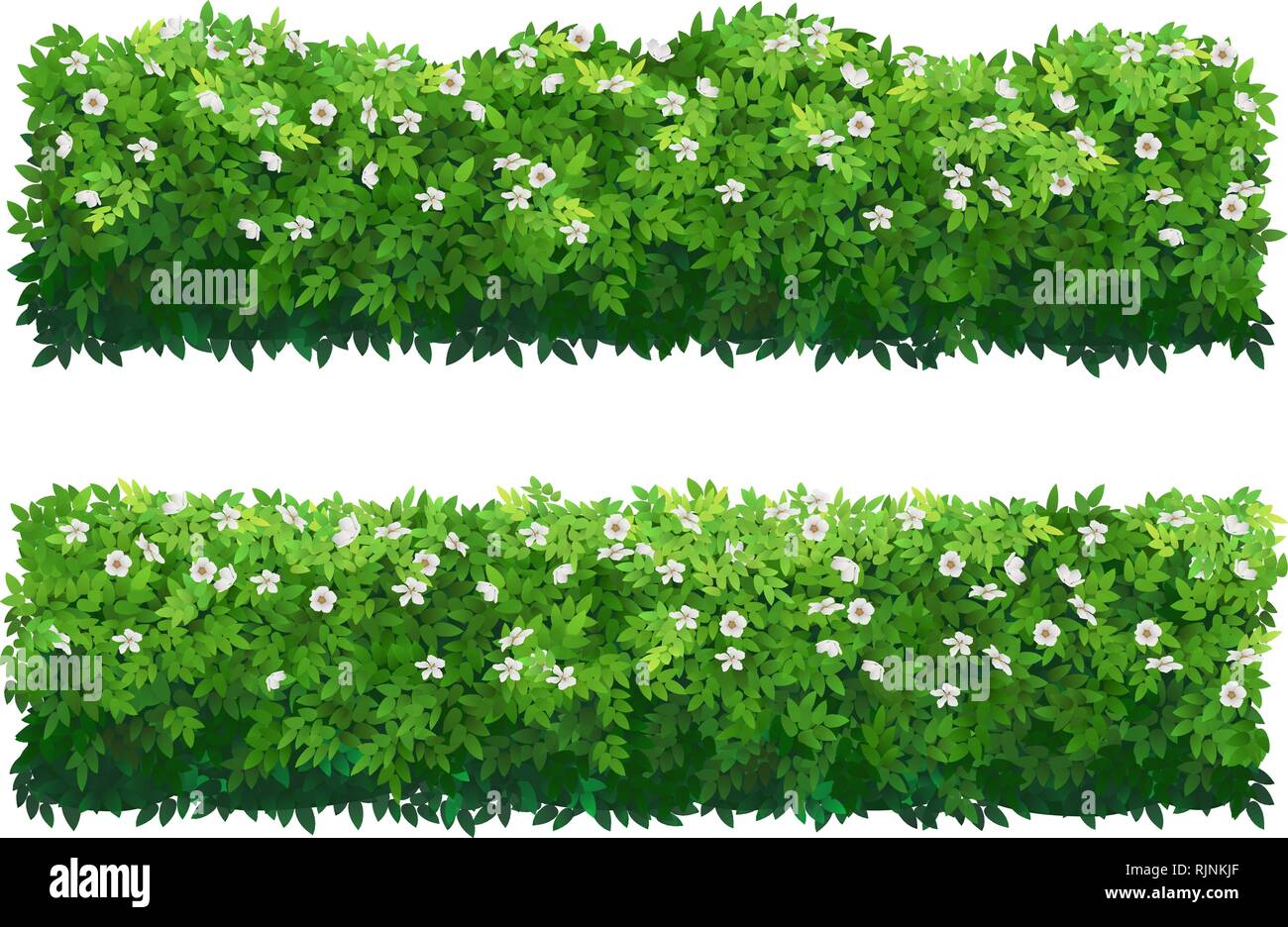 Flowering bush green hedge. Boxwood or hibiscus shrubs. Stock Vector