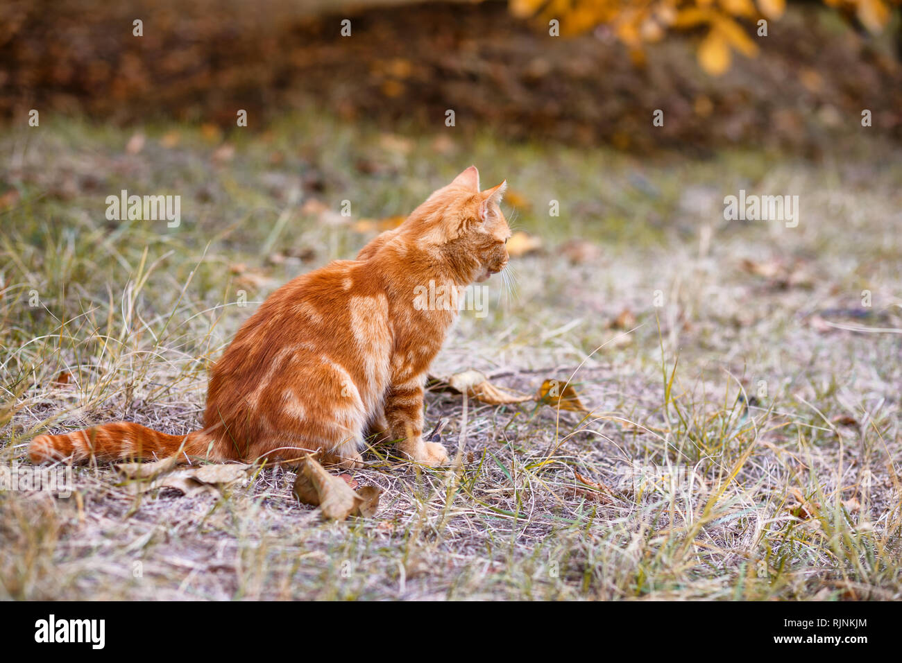 red cat sitting on the street in the grass Stock Photo - Alamy