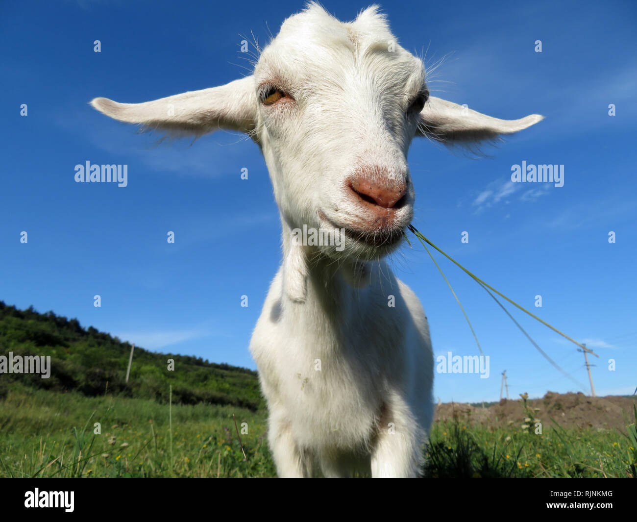 White goat with blades of grass in his mouth. Cute goat grazing on a