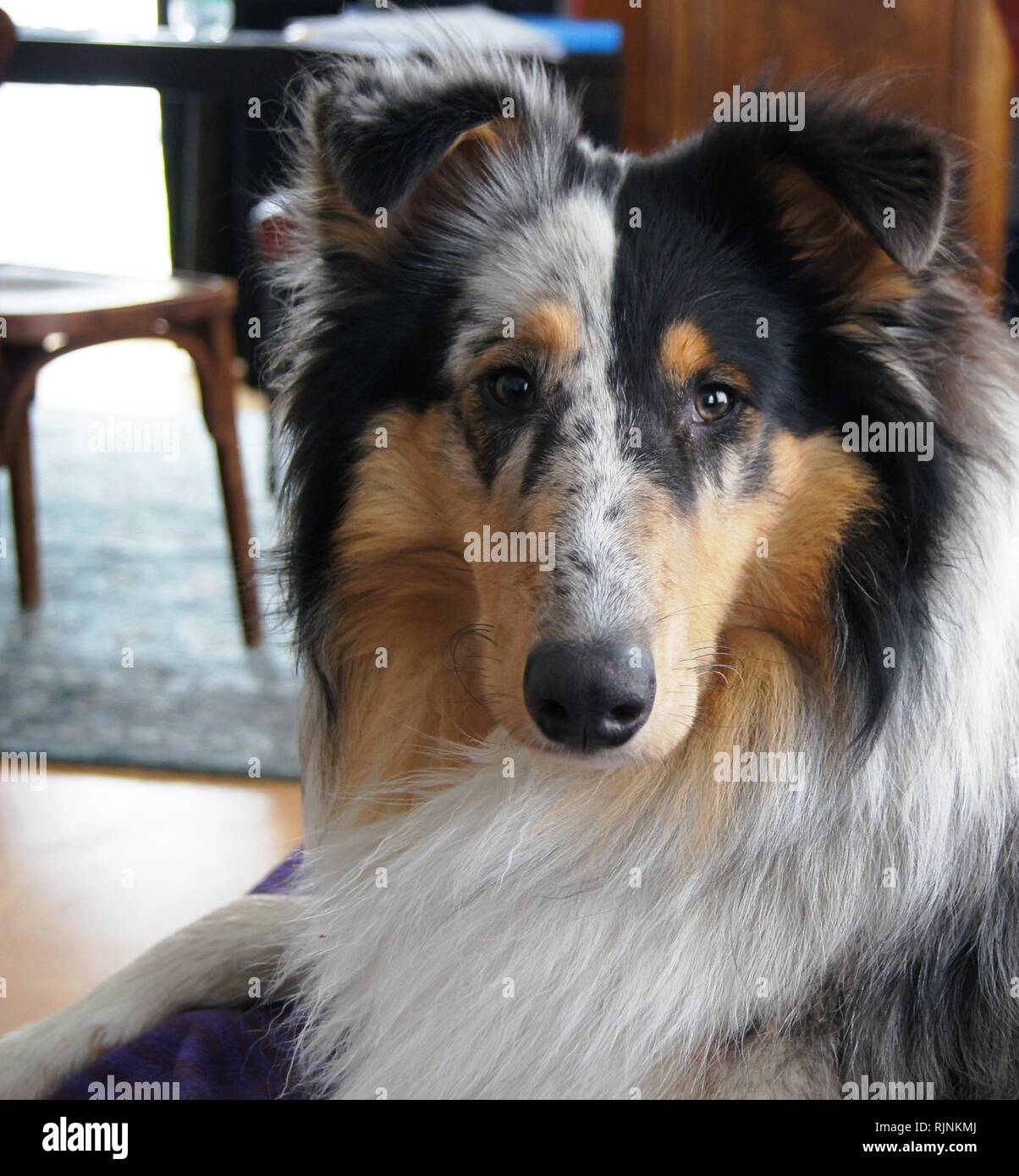 Lassie dog hi-res stock photography and images - Alamy