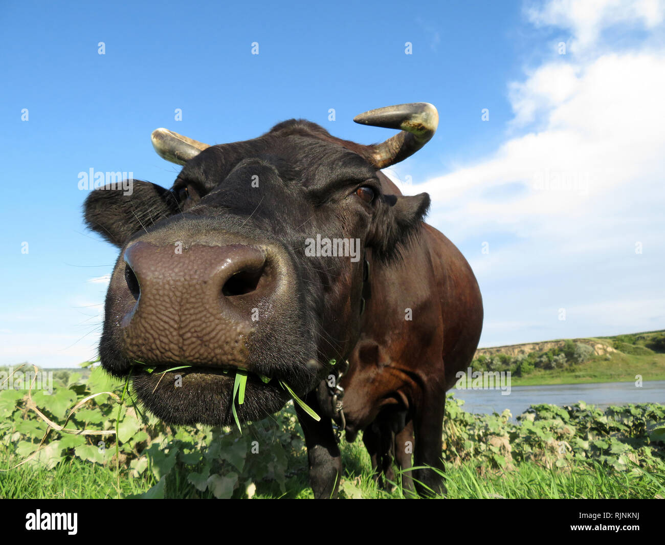 Black cow grazing on the river bank. Cow eating fresh grass on a pasture looking into camera. Front view, green meadow, idyllic rural landscape Stock Photo