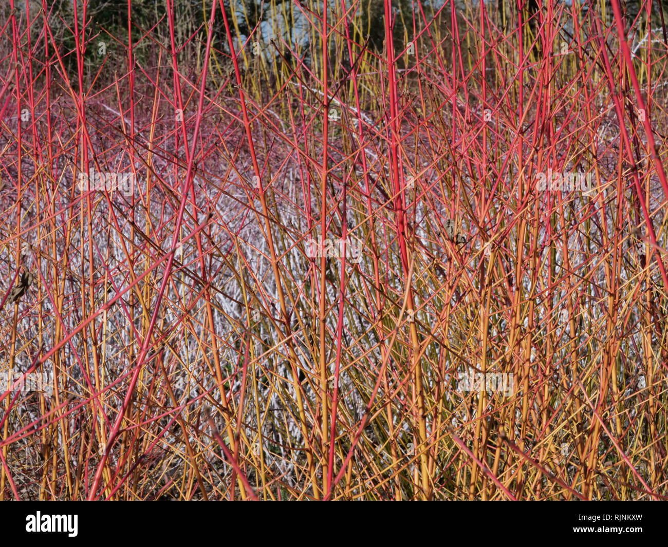 Midwinter fire cornus sanguinea hi-res stock photography and images - Alamy