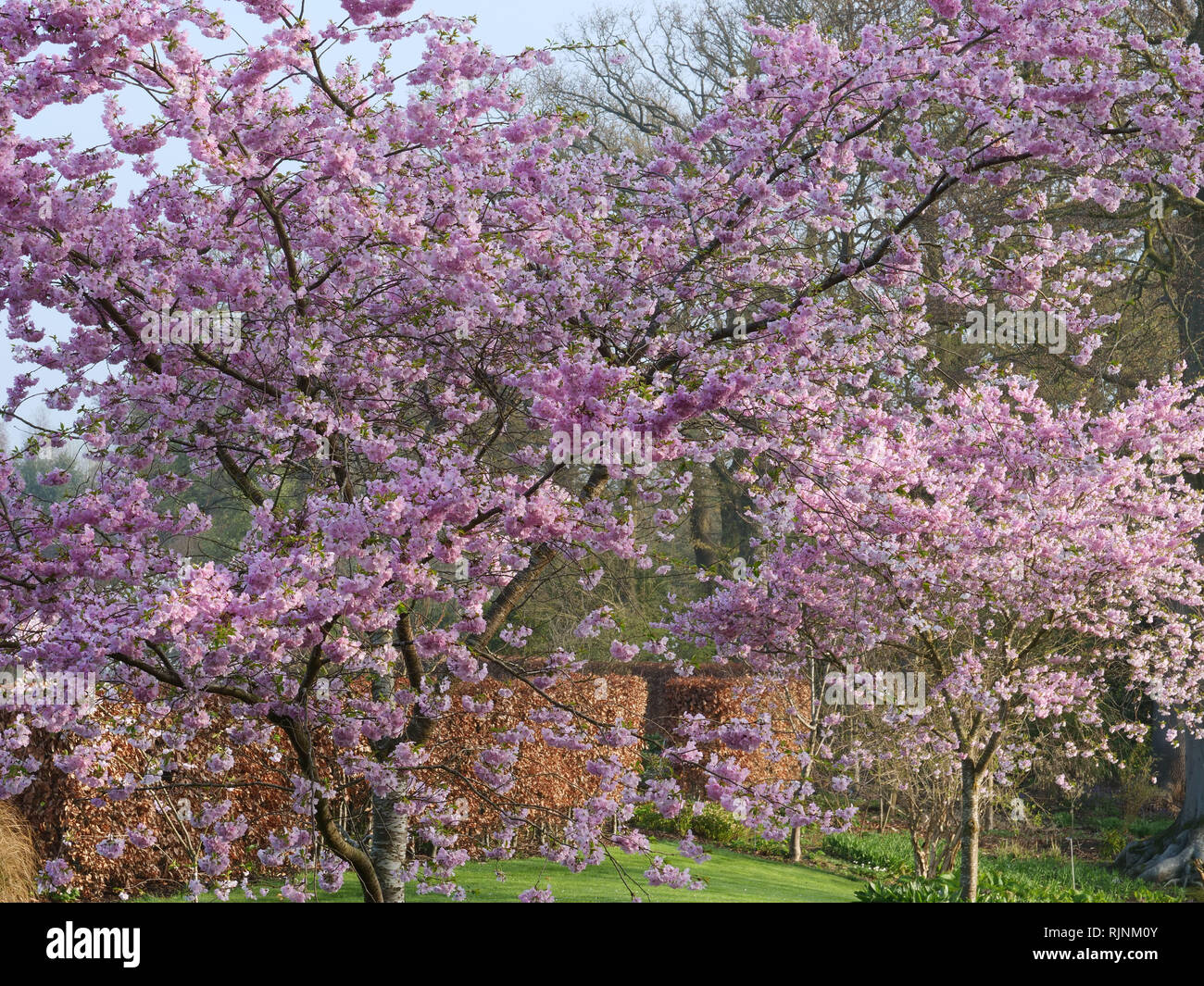 Cherry blossom accolade uk hi-res stock photography and images - Alamy