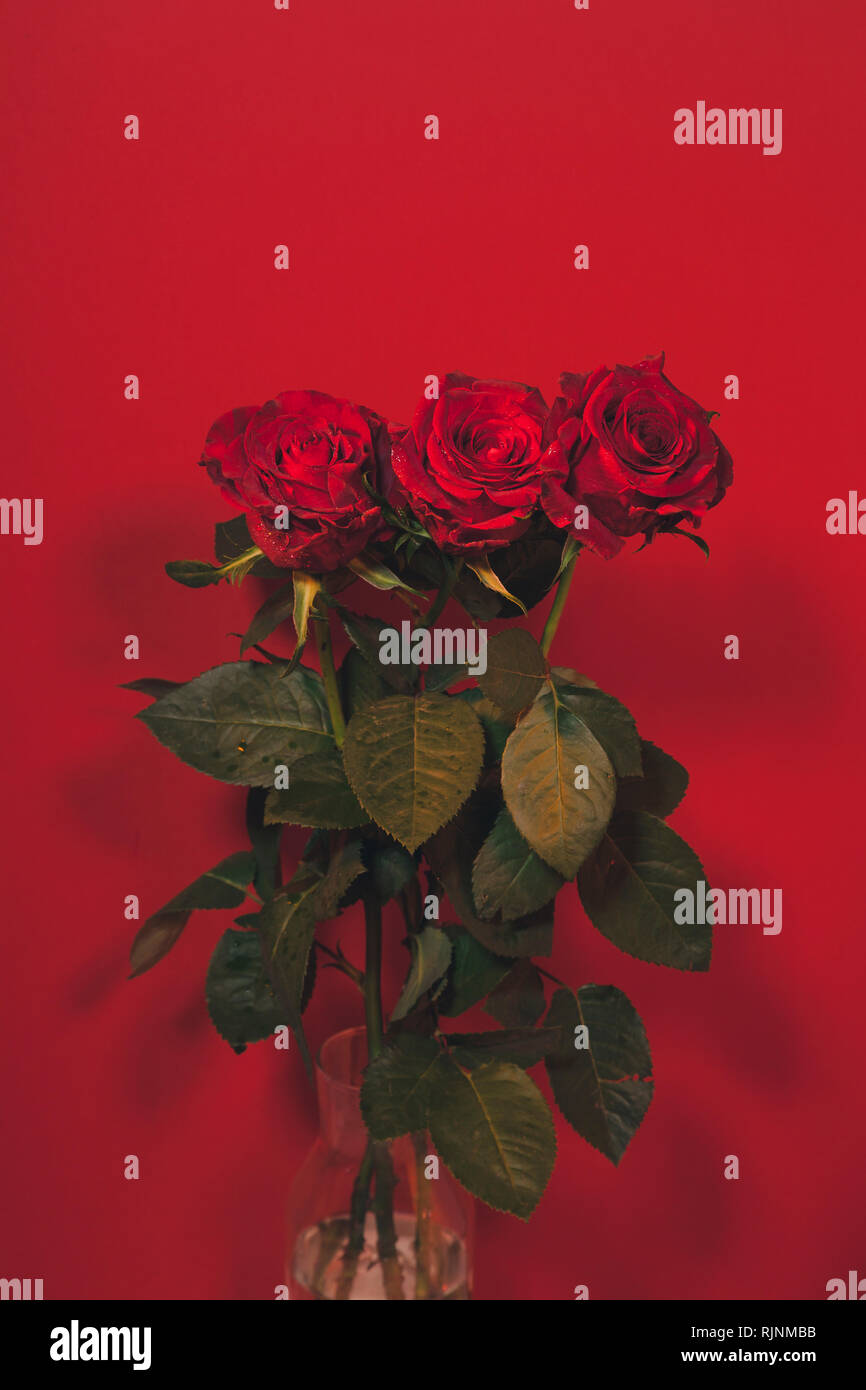 Red Opened Roses Red roses water drops hi-res stock photography and images - Alamy