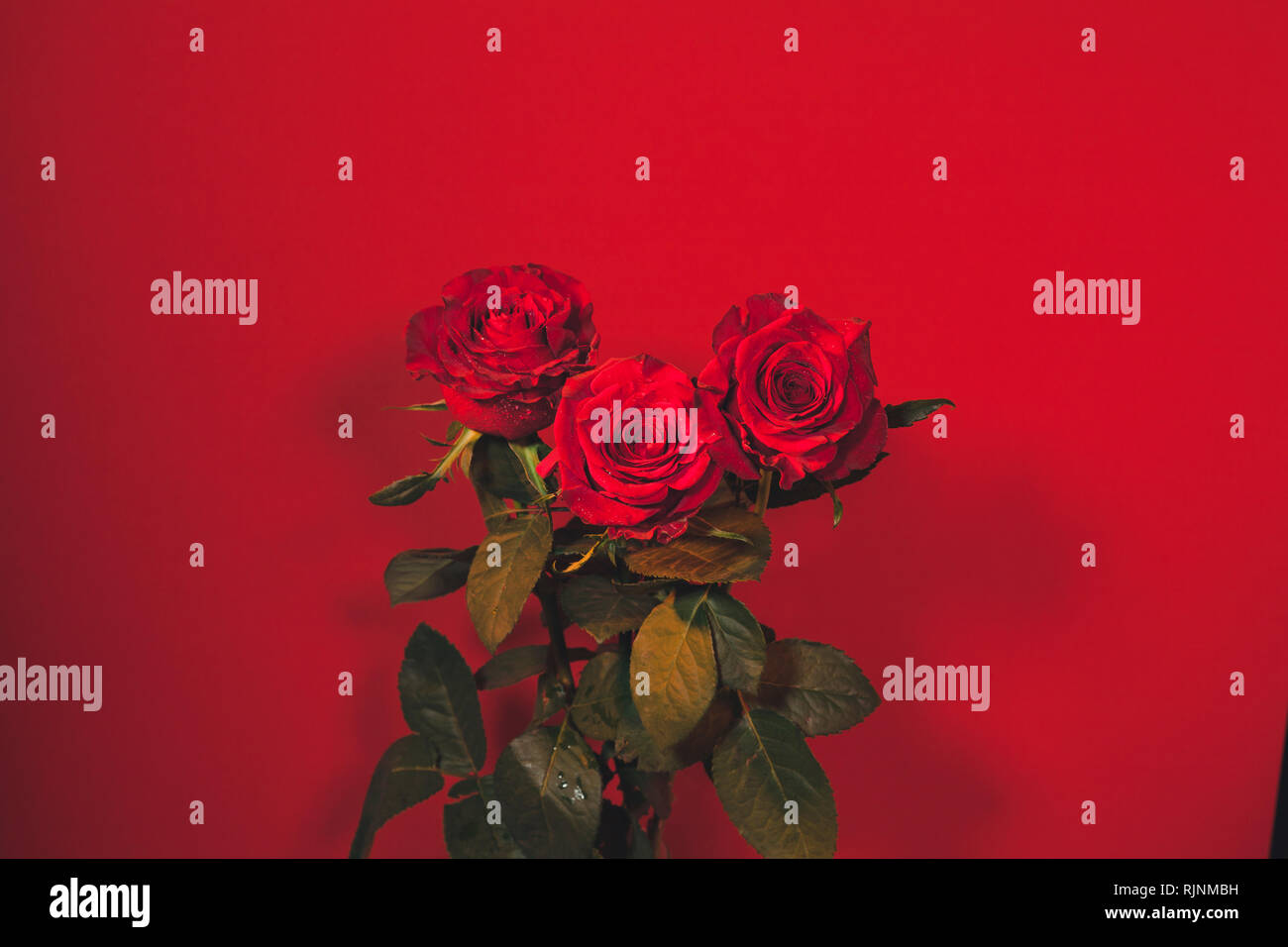 Red Opened Roses Fully opened red roses with water drops colourful background Stock ...