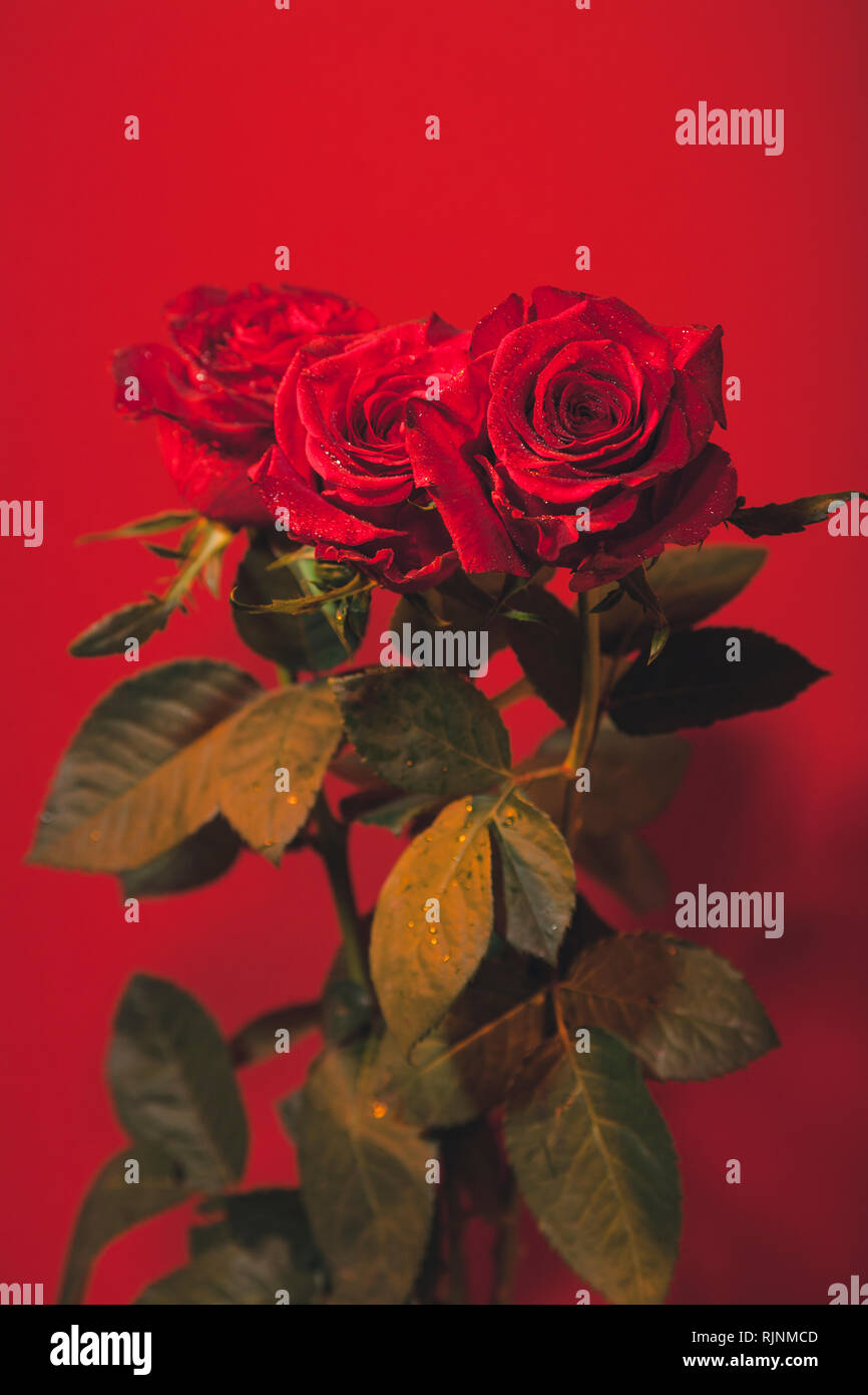 Red Opened Roses Fully opened red roses with water drops colourful background Stock ...