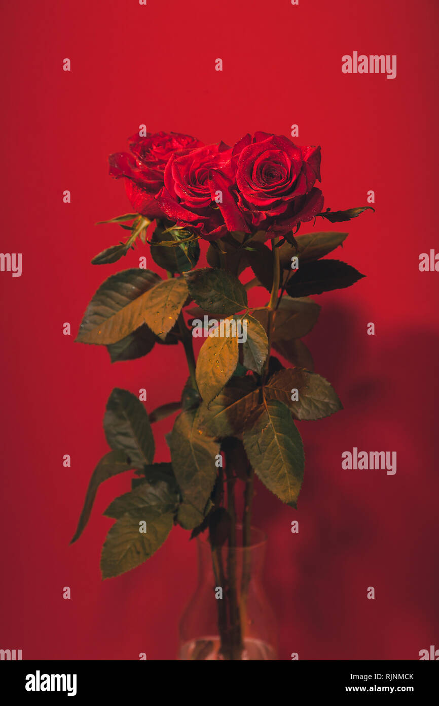 Red Opened Roses Fully opened red roses with water drops colourful background Stock ...