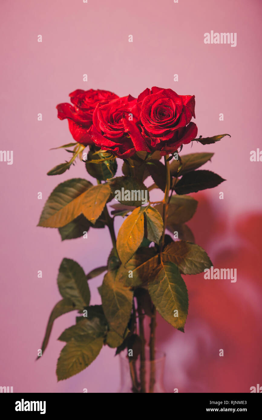 Red Opened Roses Fully opened red roses with water drops colourful background Stock ...