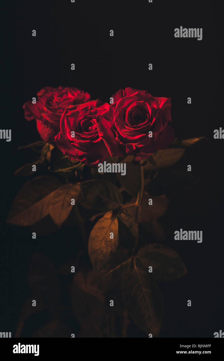 Red Opened Roses Fully opened red roses with water drops colourful background Stock ...