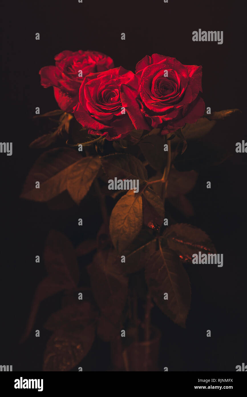 Red Opened Roses Fully opened red roses with water drops colourful background Stock ...