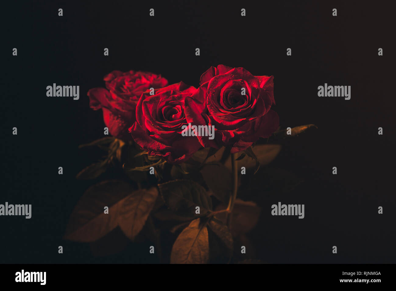 Fully opened red roses with water drops colourful background Stock Photo