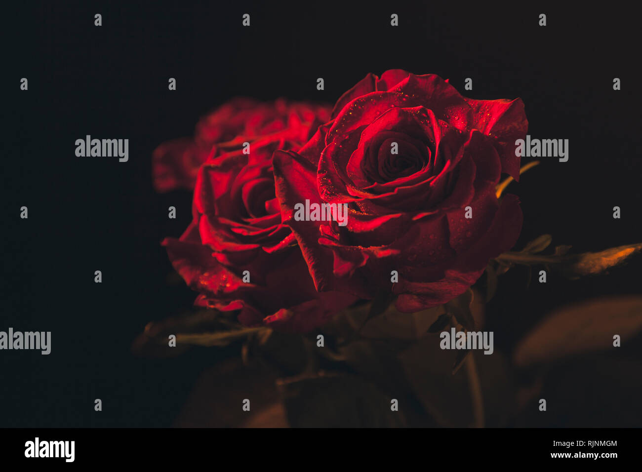 Red Opened Roses Fully opened red roses with water drops colourful background Stock ...