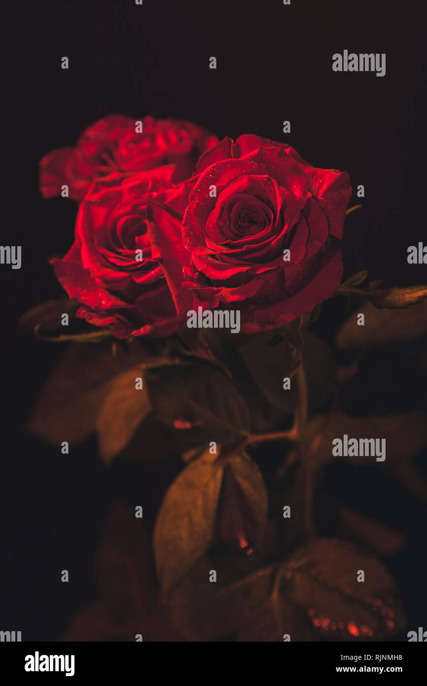 Red Opened Roses Fully opened red roses with water drops colourful background Stock ...
