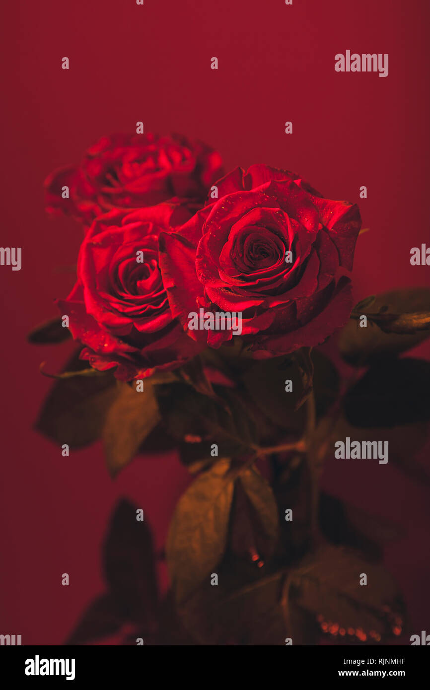 Fully opened red roses with water drops colourful background Stock Photo