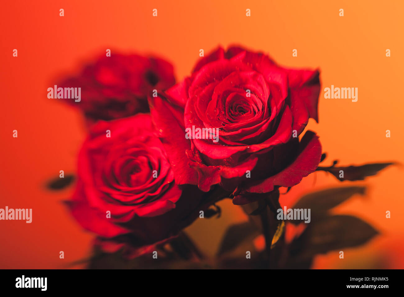 Red Opened Roses Fully opened red roses with water drops colourful background Stock ...