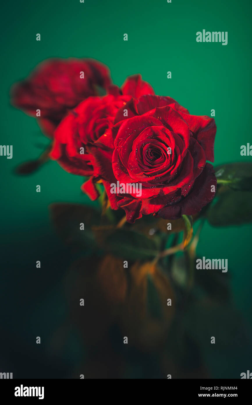 Red Opened Roses Fully opened red roses with water drops colourful background Stock ...