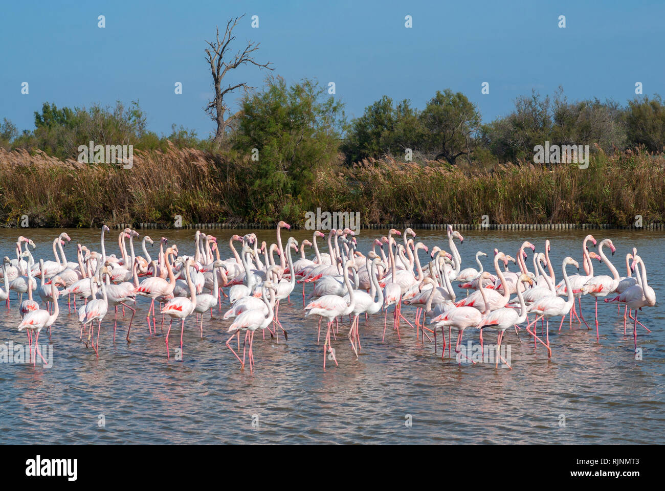 of Flamingos in Regional Nature Park, France Stock Photo - Alamy