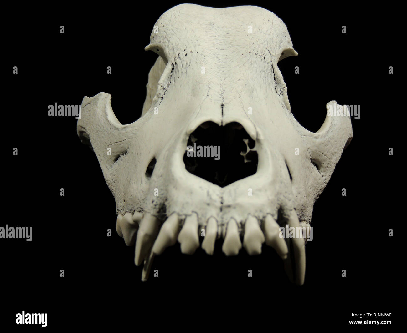 Front shot of the dog skull without lower jaw Stock Photo