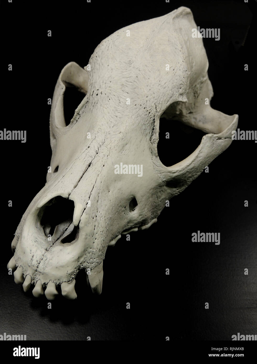Skull of a dog without lower jaw on black surface top view Stock Photo -  Alamy