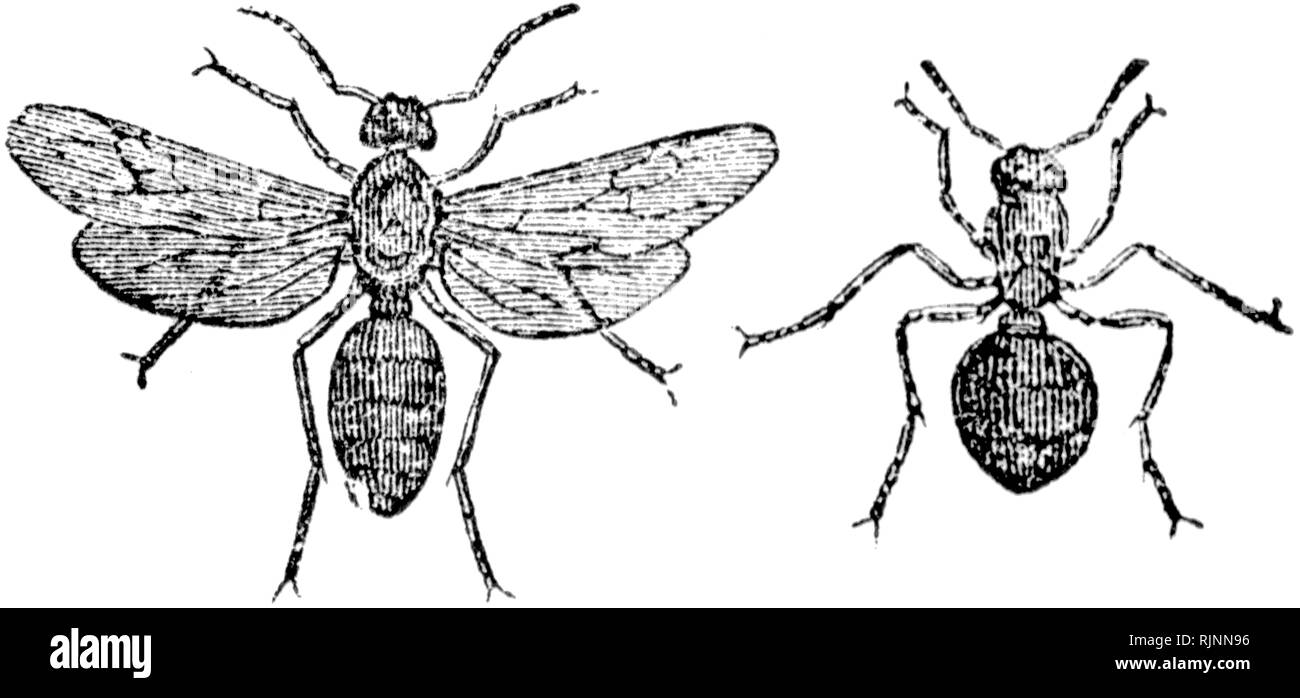Wood cut engraved illustration, taken from 'The Treasury of Natural History' by Samuel Maunder, published 1848 Stock Photo