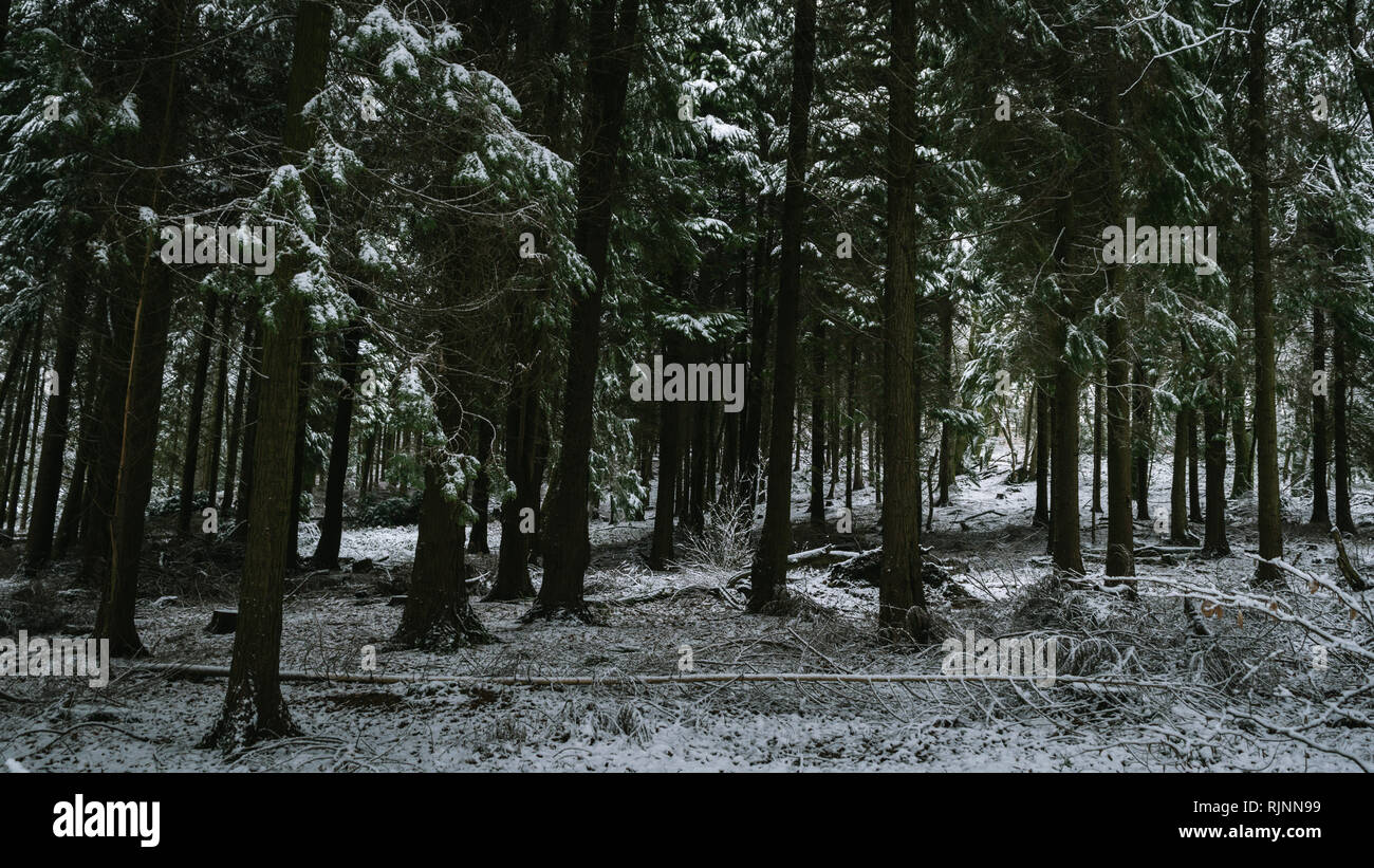 Snowy woodland of Woodbury Common, East Devon, South West England