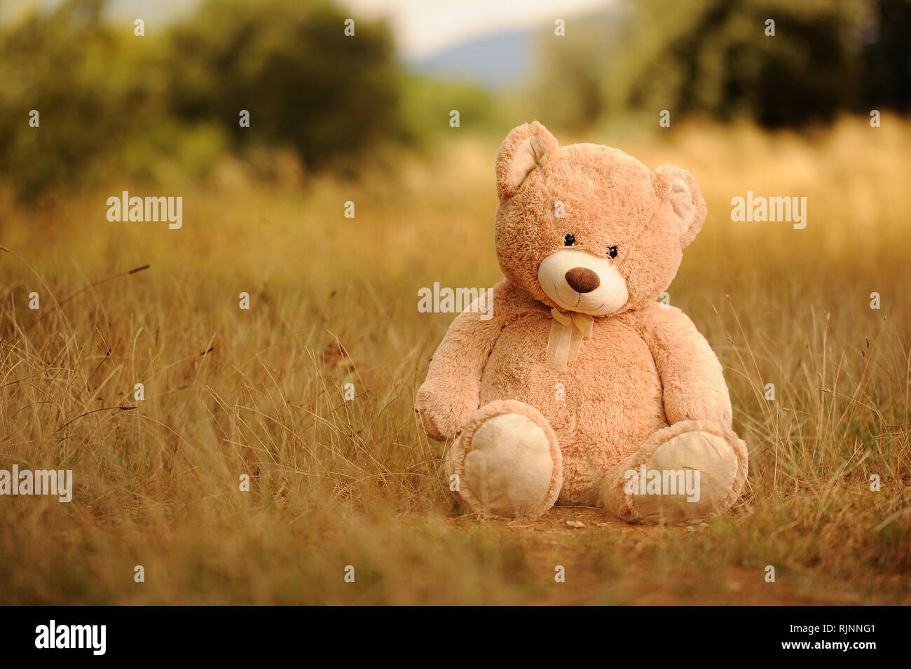 Teddy bear at the field Stock Photo - Alamy
