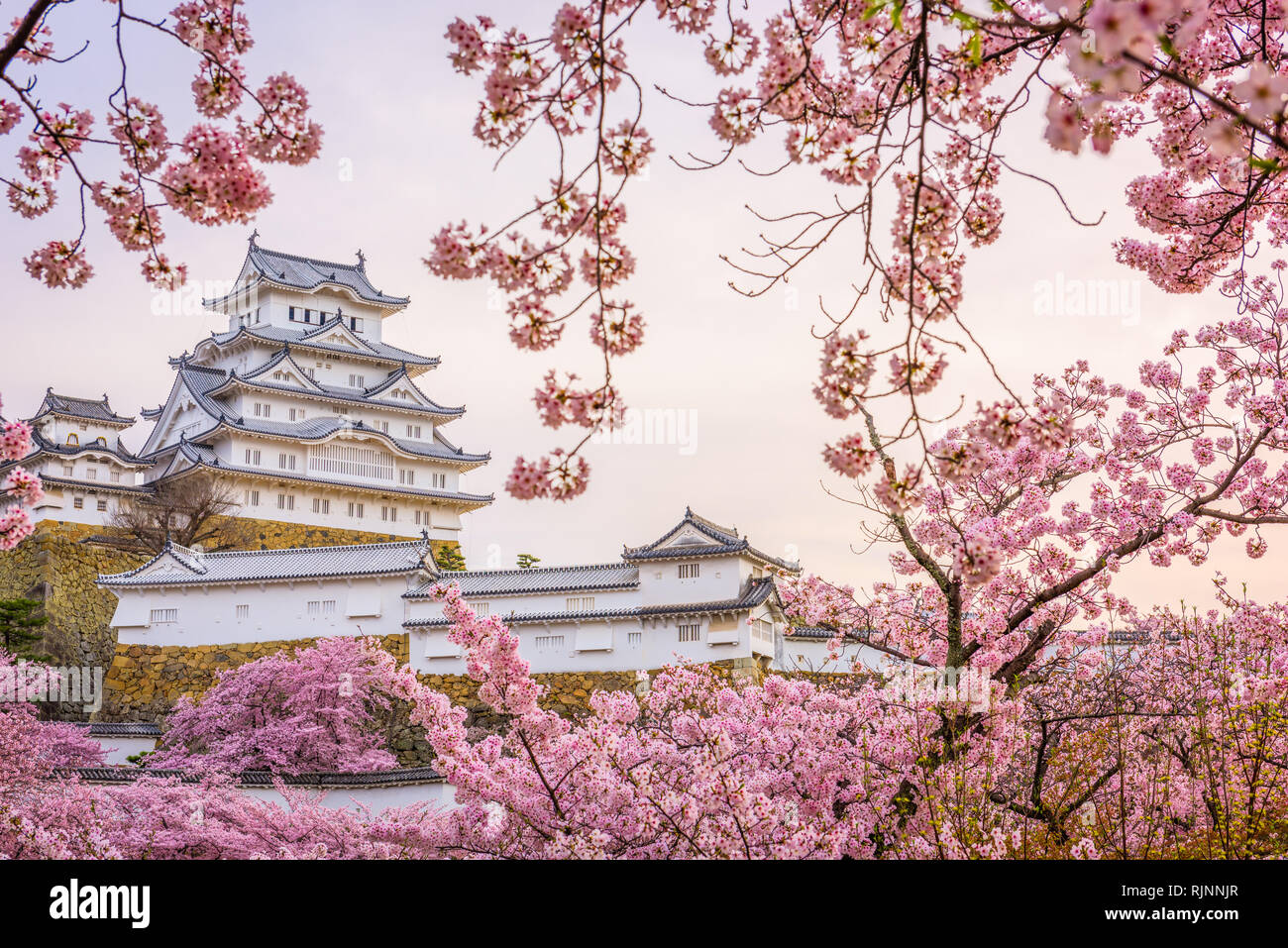 Himeji, Japan at Himeji Castle during spring cherry blossom season