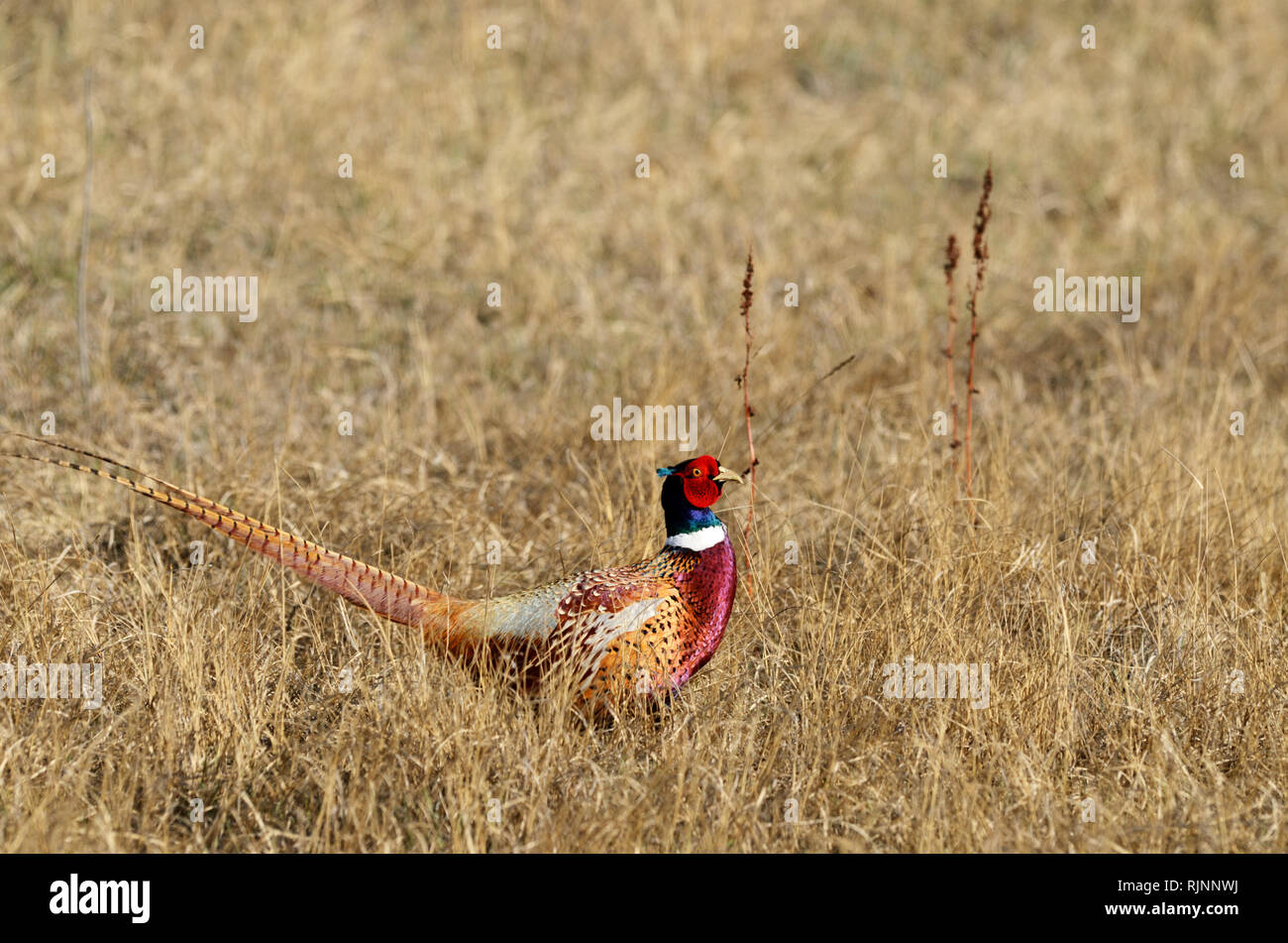 Ring-necked pheasant in spring at the American Prairie Reserve south of Malta in Phillips County, Montana Stock Photo